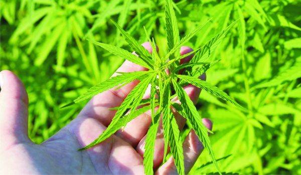 Fotbal: Aproape 100 de kilograme de marijuana descoperite într-un autocar în culorile Săo Paulo FC